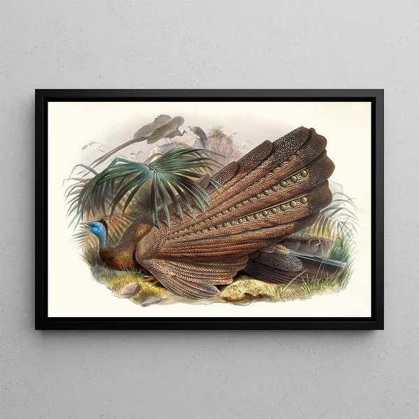 Argus giganteus - Joseph Smit — framed artwork on a wall