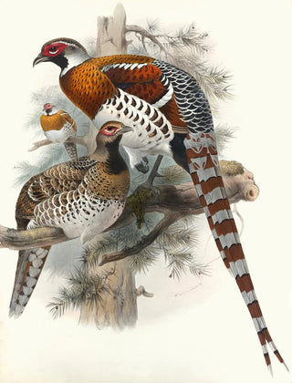 Joseph Smit - Calophasis Ellioti.webp