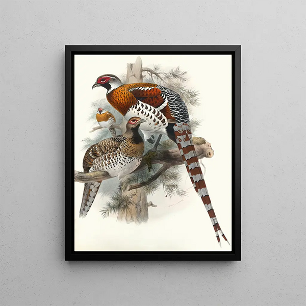 Calophasis Ellioti - Joseph Smit — framed artwork on a wall
