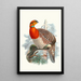 Ceriornis Blythii - Joseph Smit — framed artwork on a wall