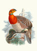 Ceriornis Blythii - Joseph Smit — artwork view