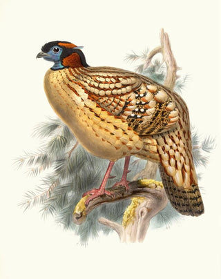 Joseph Smit - Ceriornis Caboti.webp