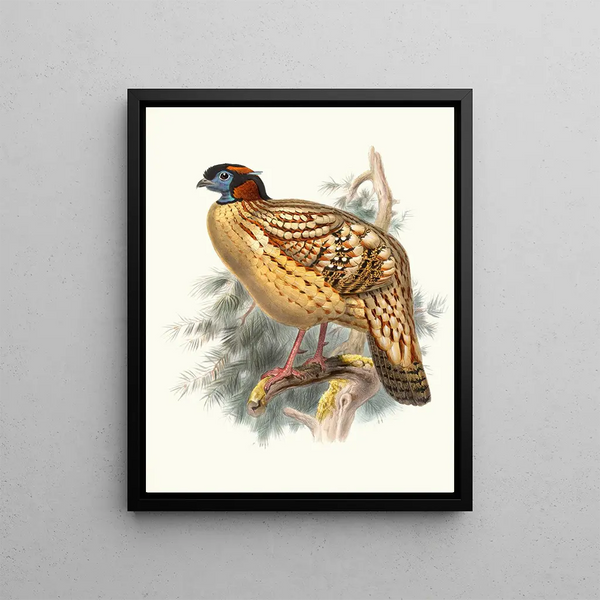 Ceriornis Cabot - Joseph Smit — framed artwork on a wall