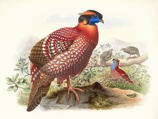 Certhia Temminckii - Joseph Smit — artwork view