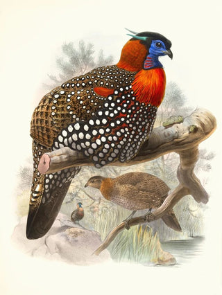 Joseph Smit - Ceriornis melanocephala.webp