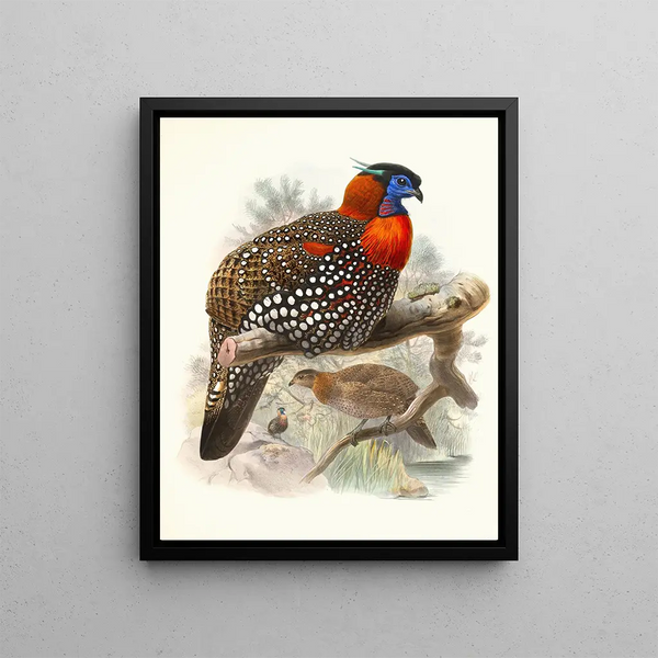 Ceriornis melanocephala - Joseph Smit — framed artwork on a wall
