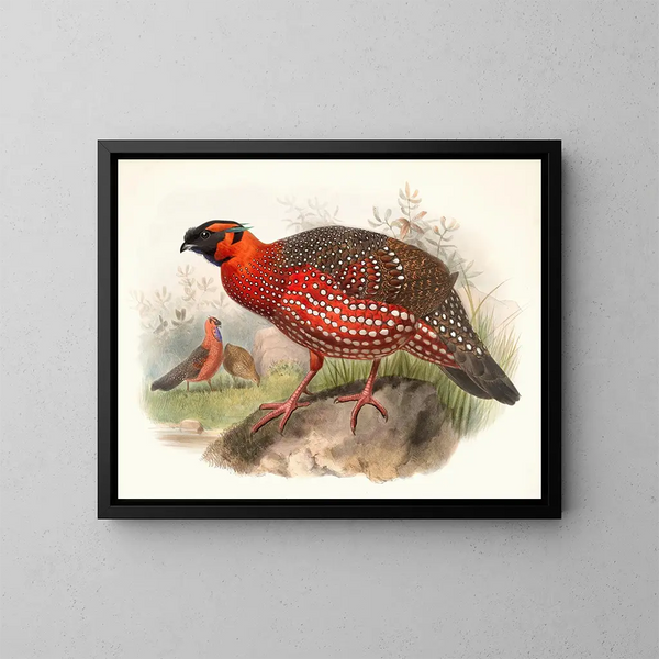 Ceriornis satyra - Joseph Smit — framed artwork on a wall