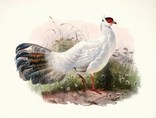 Crossoptilon Drouynii - Joseph Smit — artwork view