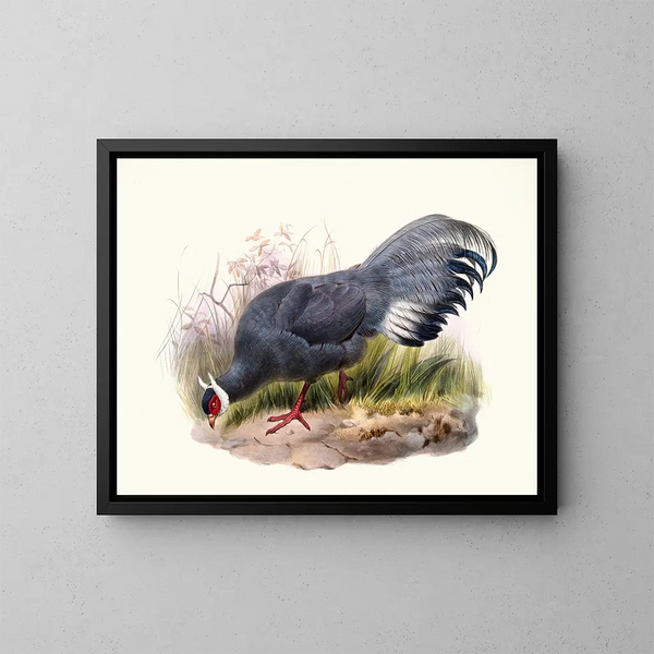 Crossoptilon auritum - Joseph Smit — framed artwork on a wall
