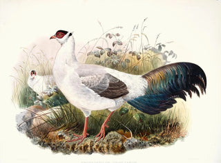 Crossoptilon thibetanum - Joseph Smit — artwork view