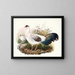 Crossoptilon thibetanum - Joseph Smit — framed artwork on a wall