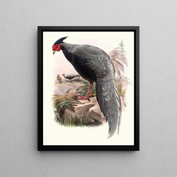 Euplocamus andersoni painting - Joseph Smit — framed artwork on a wall