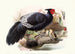 Euplocamus Horsefieldii - Joseph Smit — artwork view