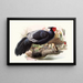 Euplocamus Horsefieldii - Joseph Smit — framed artwork on a wall