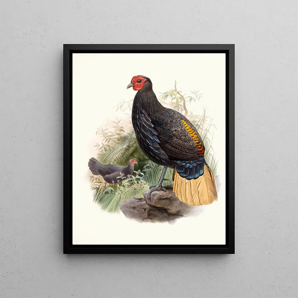 Euplocamus pyronotus - Joseph Smit — framed artwork on a wall