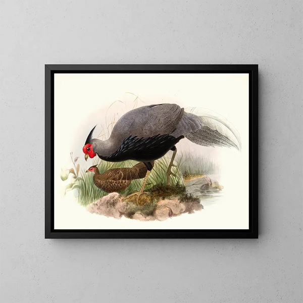 Euplocame strié - Joseph Smit — framed artwork on a wall