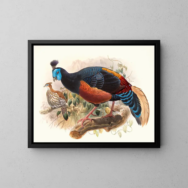 Euplocame noble - Joseph Smit — framed artwork on a wall