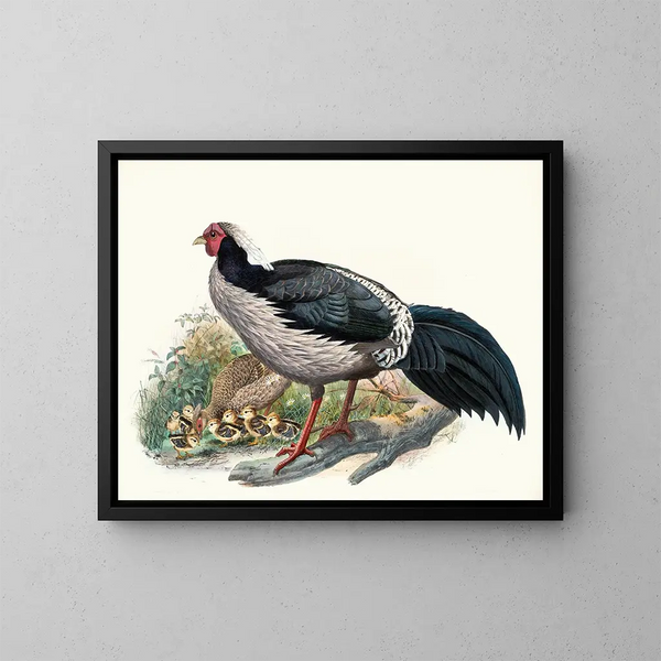 Euplocomus albocristatus - Joseph Smit — framed artwork on a wall