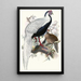 Euplocomus nycthemerus - Joseph Smit — framed artwork on a wall