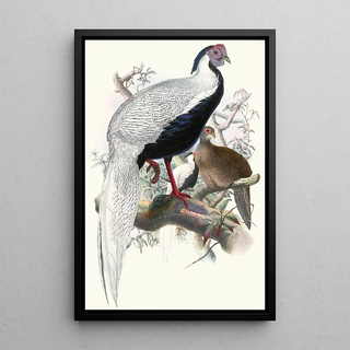 Euplocomus nycthemerus - Joseph Smit — framed artwork on a wall