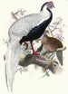 Euplocomus nycthemerus - Joseph Smit — artwork view
