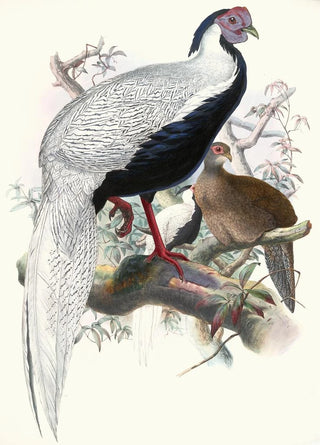 Euplocomus nycthemerus - Joseph Smit — artwork view