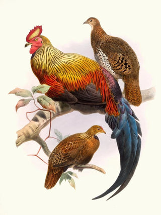 Joseph Smit - Gallus LaFayettei.webp