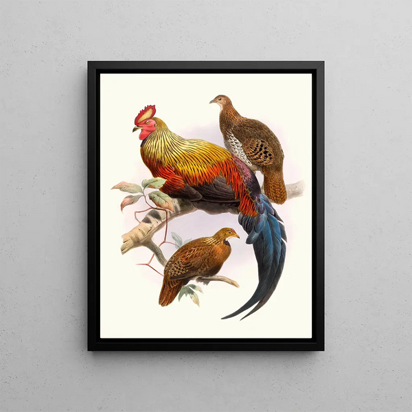 Gallus lafayettei - Joseph Smit — framed artwork on a wall