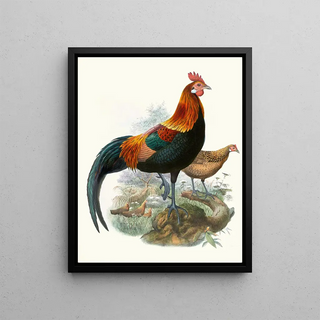 Joseph Smit - Gallus ferrugineus.webp