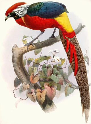 Joseph Smit - Hybrid Pheasant.webp