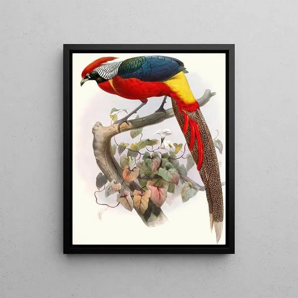 Hybrid Pheasant - Joseph Smit — framed artwork on a wall