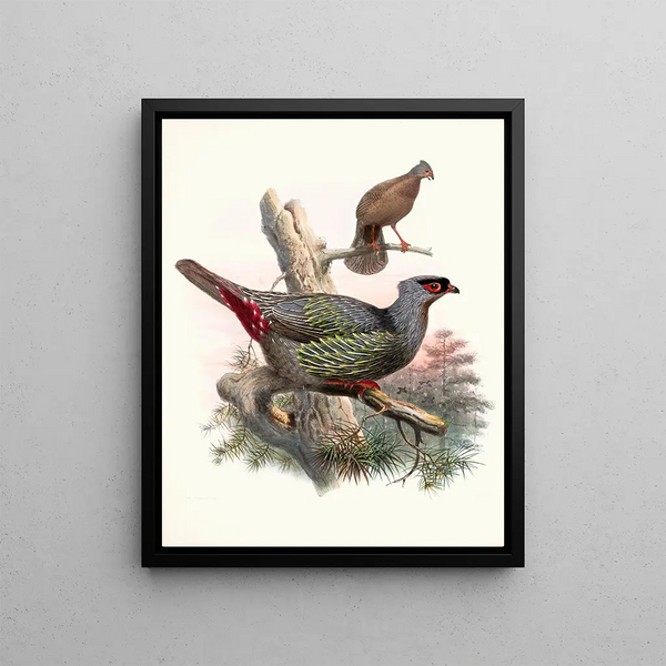 Ithaginis geoffroyi - Joseph Smit — framed artwork on a wall