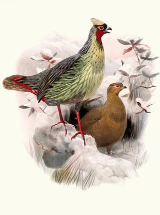 Joseph Smit - Ithalginis cruentus.webp