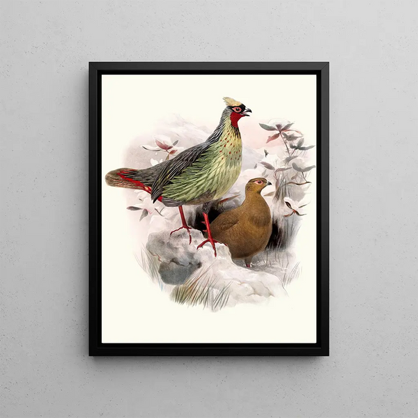 Saignement d'ithaginis - Joseph Smit — framed artwork on a wall