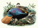 Lophophore impeyanus - Joseph Smit — artwork view