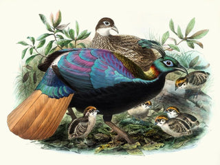 Lophophore impeyanus - Joseph Smit — artwork view