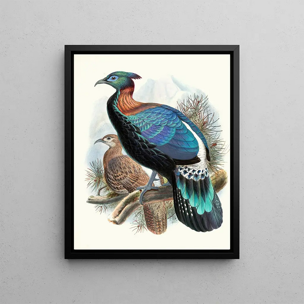Lophophorus lhuysii - Joseph Smit — framed artwork on a wall