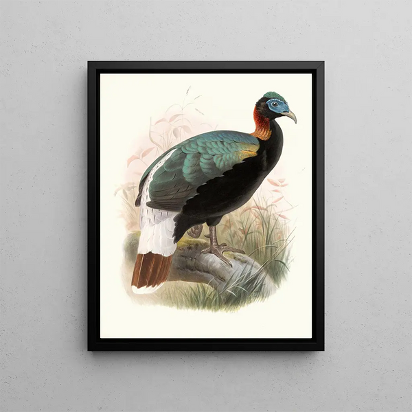Lophophorus sclateri - Joseph Smit — framed artwork on a wall