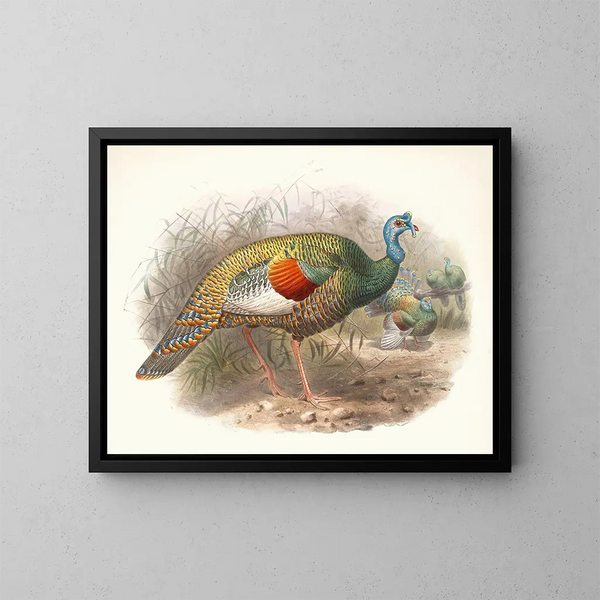 Mélanocris ocellata - Joseph Smit — framed artwork on a wall
