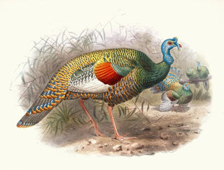Ocellated Turkey - Joseph Smit — artwork view