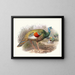 Ocellated Turkey - Joseph Smit — framed artwork on a wall