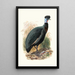 Numida Verreauxii - Joseph Smit — framed artwork on a wall