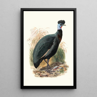 Numida Verreauxii - Joseph Smit — framed artwork on a wall