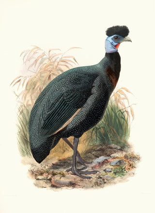 Numida Verreauxii - Joseph Smit — artwork view