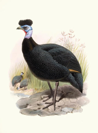 Joseph Smit - Numida cristata.webp