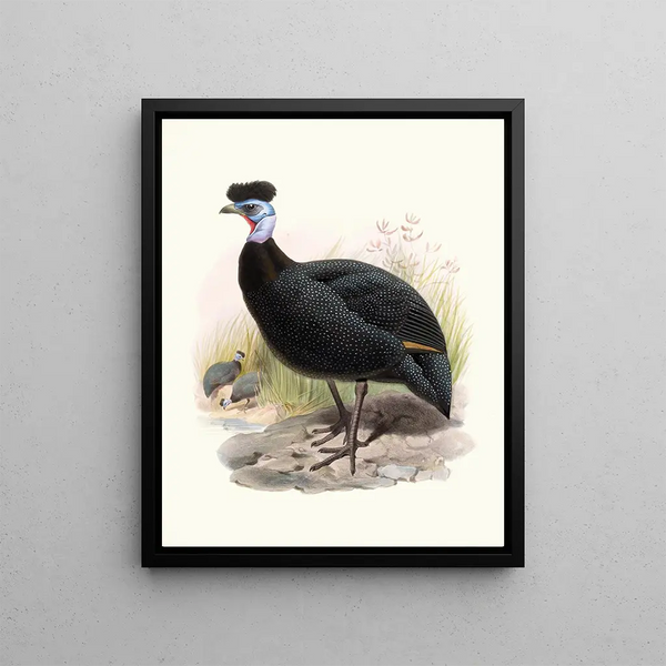 Numida à crête - Joseph Smit — framed artwork on a wall