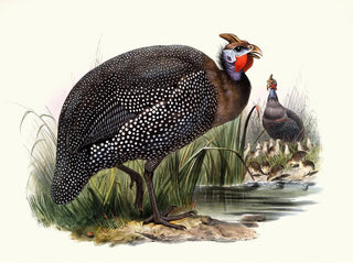 Numide mélaigre - Joseph Smit — artwork view