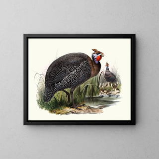Numide mélaigre - Joseph Smit — framed artwork on a wall
