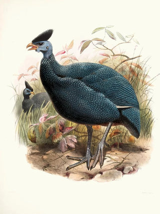 Joseph Smit - Numida plumifera.webp