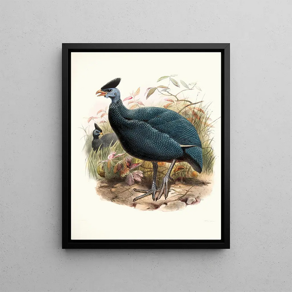 Numida plumifera - Joseph Smit — framed artwork on a wall